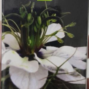 greenish-blackseed-oil