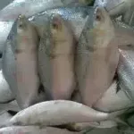 Frozen Hilsa Fish 800g - Premium
