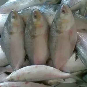 Frozen Hilsa Fish 800g - Retail Pack