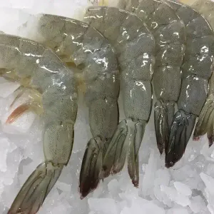 Frozen Shrimp PD 26/30 1kg - Premium