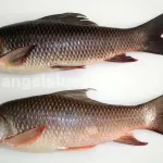 Frozen Rohu Fish 1.2kg - Retail Pack